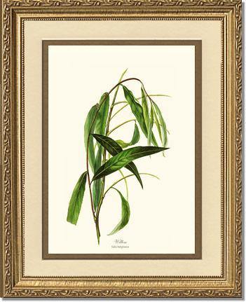 Willow Tree - Charting Nature