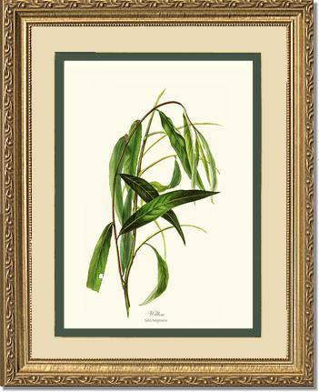 Willow Tree - Charting Nature