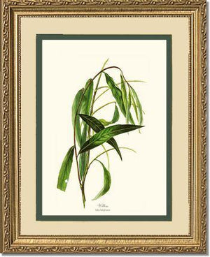 Willow Tree - Charting Nature