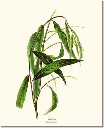 Willow Tree - Charting Nature