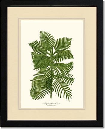 Norfolk Island Pine Tree - Charting Nature
