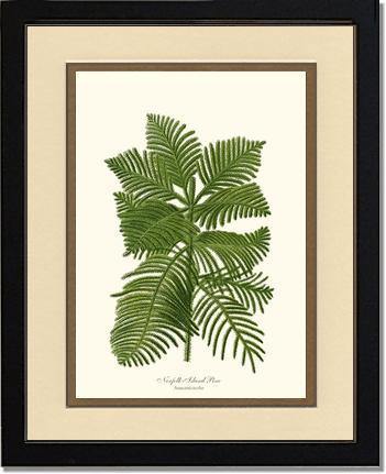 Norfolk Island Pine Tree - Charting Nature