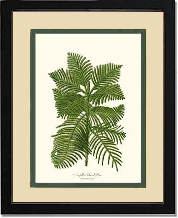 Norfolk Island Pine Tree - Charting Nature