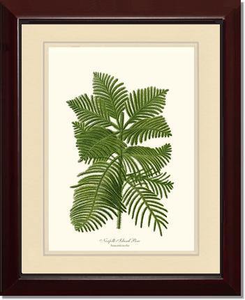 Norfolk Island Pine Tree - Charting Nature