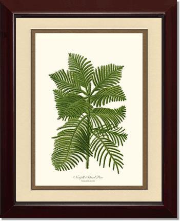 Norfolk Island Pine Tree - Charting Nature