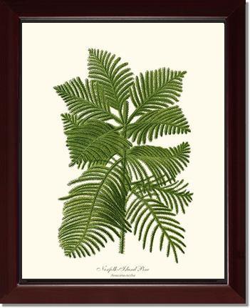 Norfolk Island Pine Tree - Charting Nature