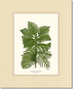 Norfolk Island Pine Tree - Charting Nature