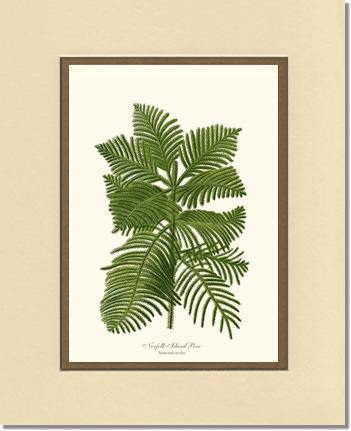 Norfolk Island Pine Tree - Charting Nature