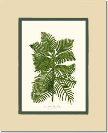 Norfolk Island Pine Tree - Charting Nature