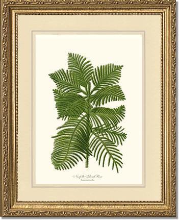 Norfolk Island Pine Tree - Charting Nature