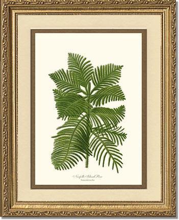 Norfolk Island Pine Tree - Charting Nature