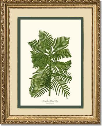 Norfolk Island Pine Tree - Charting Nature
