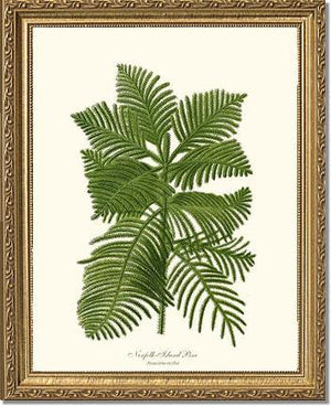 Norfolk Island Pine Tree - Charting Nature