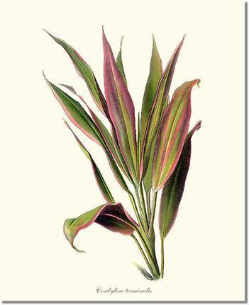 cordyline terminalis | Vintage Grass Plant Art Print
