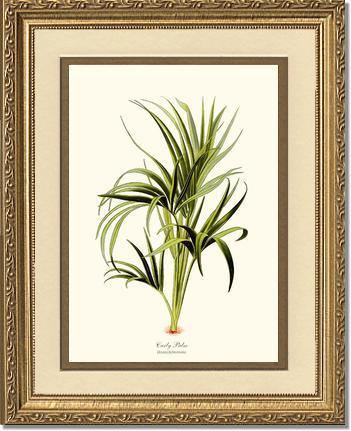 curly palm plant Curly Palm Tree: Vintage Botanical Trees and Grasses Wall Art Prints – Charting Nature