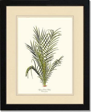 Spiny Date Palm Tree - Charting Nature