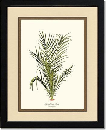 Spiny Date Palm Tree - Charting Nature