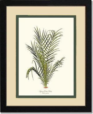 Spiny Date Palm Tree - Charting Nature