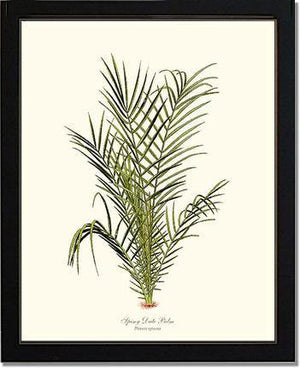 Spiny Date Palm Tree - Charting Nature