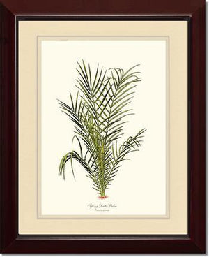 Spiny Date Palm Tree - Charting Nature