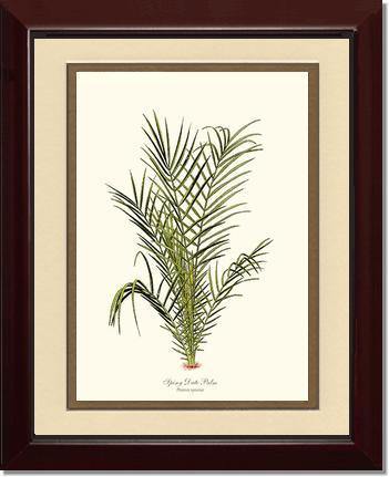 Spiny Date Palm Tree - Charting Nature