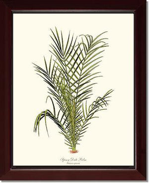 Spiny Date Palm Tree - Charting Nature