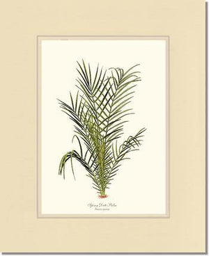 Spiny Date Palm Tree - Charting Nature
