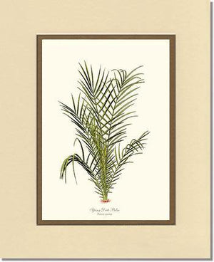 Spiny Date Palm Tree - Charting Nature