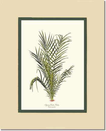 Spiny Date Palm Tree - Charting Nature