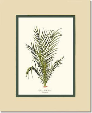 Spiny Date Palm Tree - Charting Nature