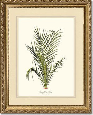 Spiny Date Palm Tree - Charting Nature