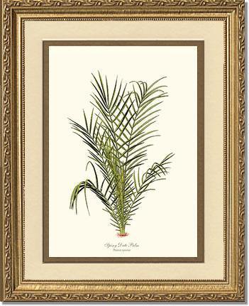 Spiny Date Palm Tree - Charting Nature