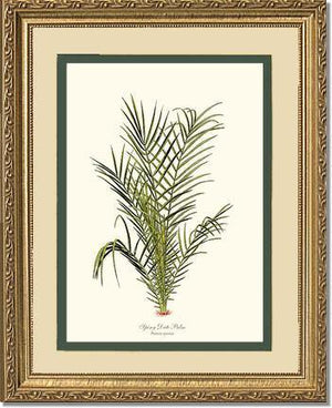 Spiny Date Palm Tree - Charting Nature