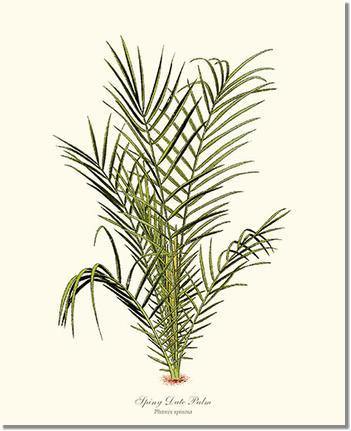 Spiny Date Palm Tree - Charting Nature
