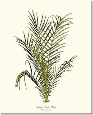 Spiny Date Palm Tree - Charting Nature