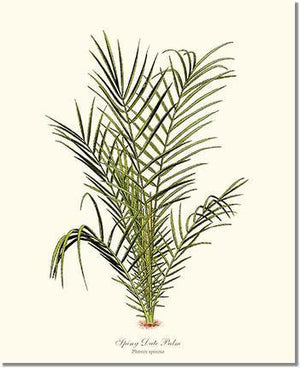 Tree Print: Spiny Date Palm Tree