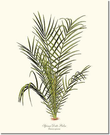 Spiny Date Palm Tree