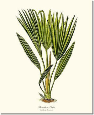 Bourbon Palm Tree - Charting Nature