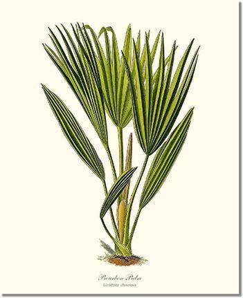 Bourbon Palm Tree | Vintage Tree Leaf Art Print