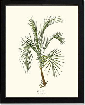 Cocos weddeliana Tree - Charting Nature