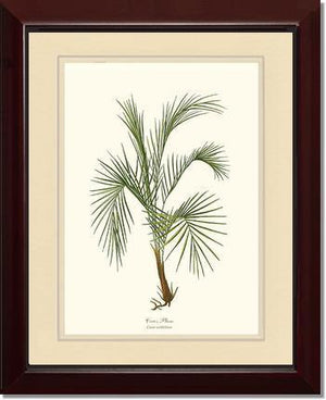 Cocos weddeliana Tree - Charting Nature