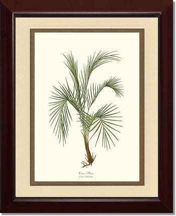 Cocos weddeliana Tree - Charting Nature