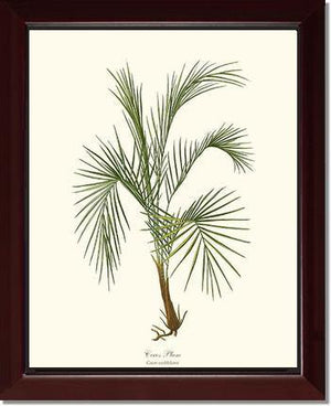 Cocos weddeliana Tree - Charting Nature