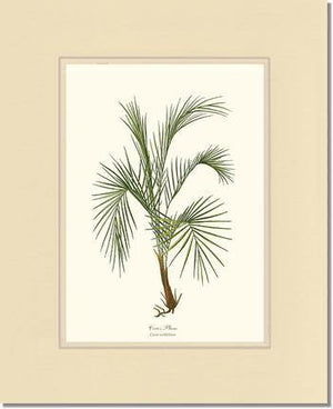 Cocos weddeliana Tree - Charting Nature