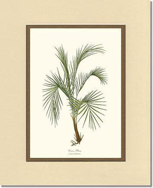 Cocos weddeliana Tree - Charting Nature