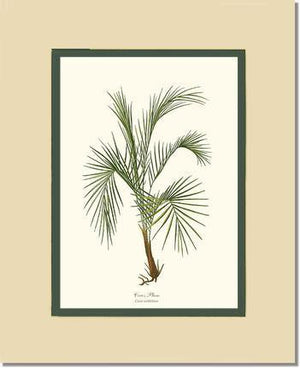 Cocos weddeliana Tree - Charting Nature