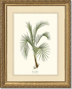 Cocos weddeliana Tree - Charting Nature