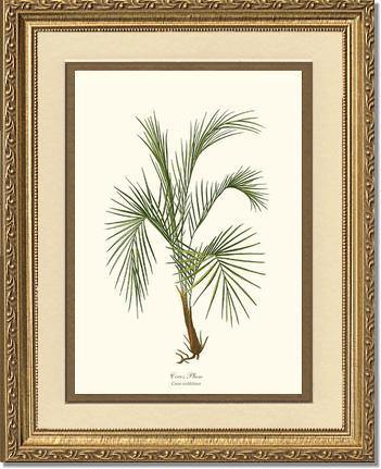 Cocos weddeliana Tree - Charting Nature