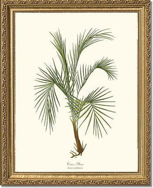 Cocos weddeliana Tree - Charting Nature