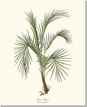 Cocos weddeliana Tree - Charting Nature